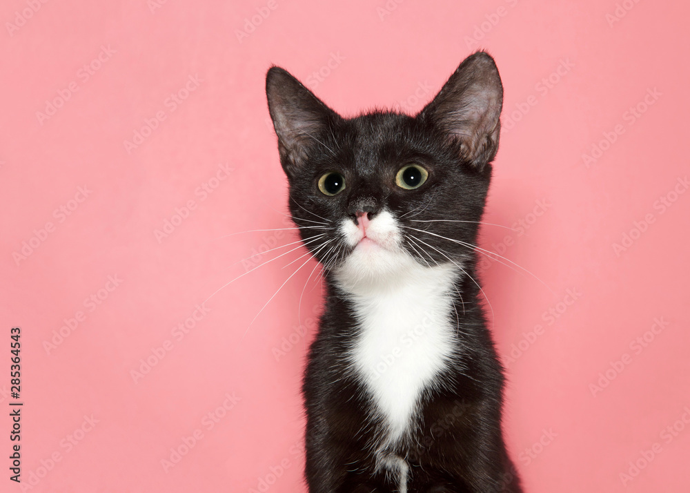 Portrait of an adorable black and white tuxedo kitten with wide eye large pupils looking at viewer, pink background with copy space. Portrait of an adorable black and white tuxedo kitten with wide eye large pupils looking at viewer, pink background with copy space.