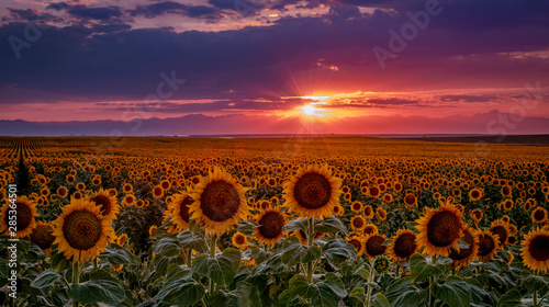 Colorado Sunflower Fields on the eastern plains near DIA