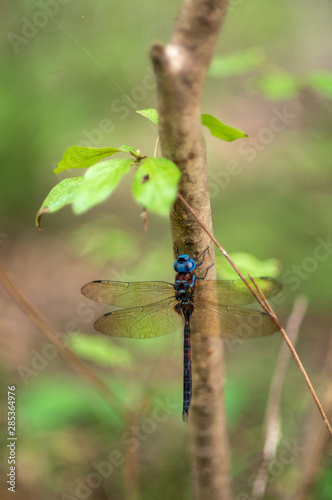 マルタンヤンマ