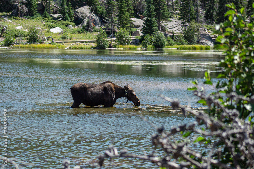 moose in lake moose in lake