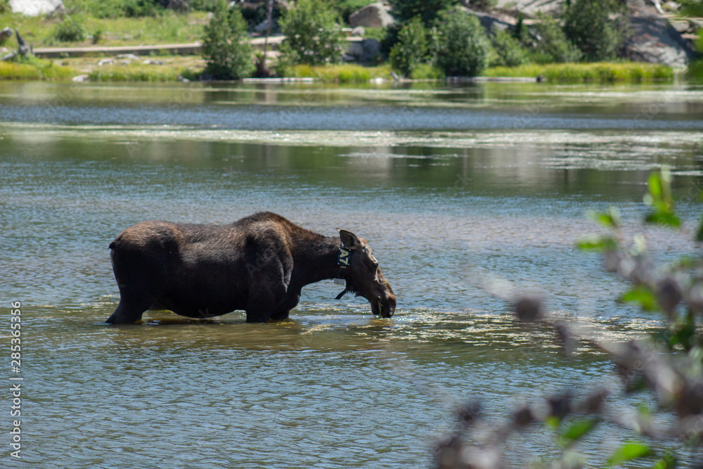 moose eating