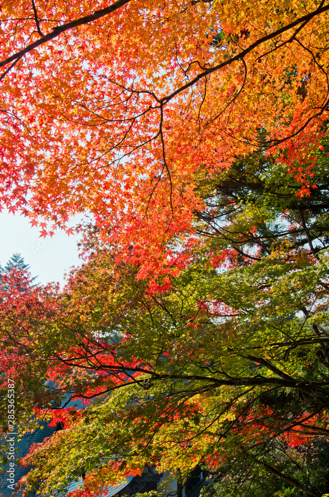 Scenery around Mt.Takao in Kyoto,Japan.