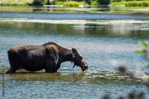 moose eating