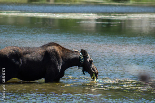 moose eating