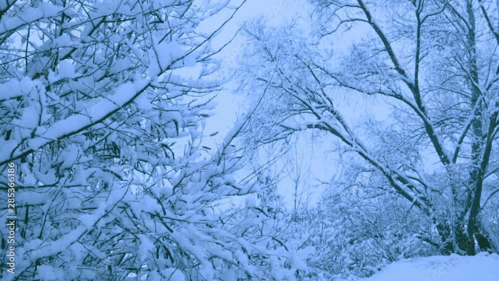 Beautiful snowfall in a winter forest. Snow covered all the trees. Recorded in Raw on Blackmagic camera. Beautiful snowfall in a winter forest. Snow covered all the trees. Recorded in Raw on Blackmagic camera.