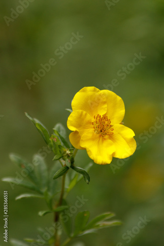 Potentilla - isolated Yellow flower