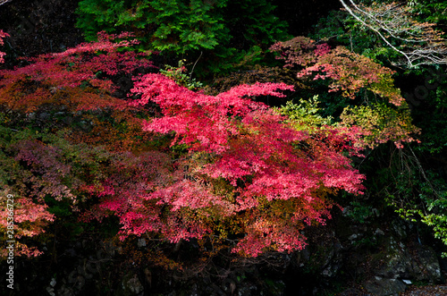 Scenery around Mt.Takao in Kyoto,Japan.