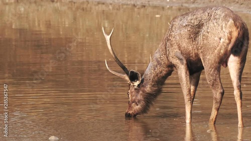 rear view of a stag sambar deer drinking from a waterhole in tadoba andhari tiger reserve in india photo