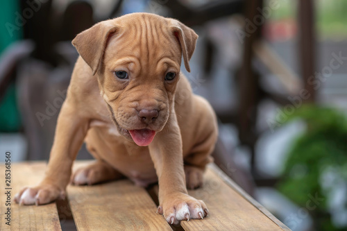 PitBull Puppy Standing on a crate, looking at the tongue, looking at the blue food..