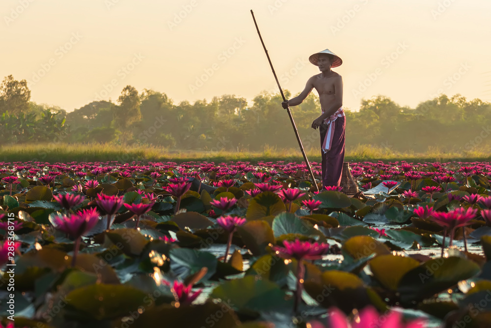 Obraz premium The Asian men villagers are on a wooden boat. Fishing in red lotus pond The fishing equipment is fish..