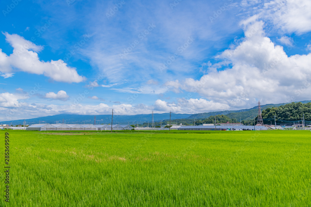 Fototapeta premium 静岡県伊豆の国市の田園風景