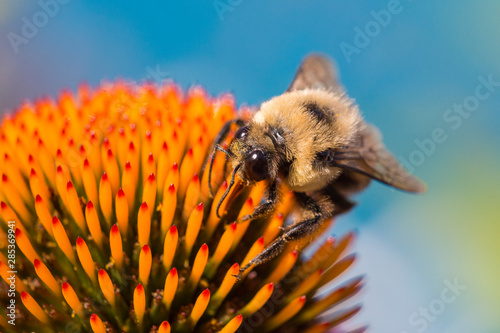 Brown-belted Bumblebee (Bombus griseocollis)