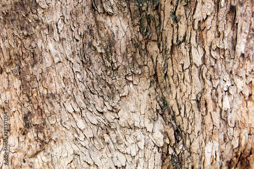 tree bark texture