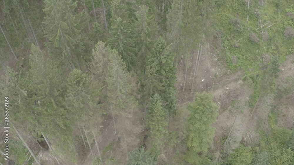 Beautiful meadows and woods in europe ( logging)– aerial view by drone Beautiful meadows and woods in europe ( logging)– aerial view by drone