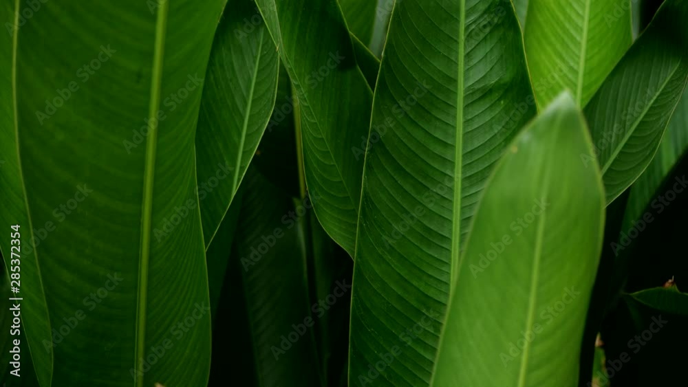 Tropical leaves motion by natural wind in 4K slow motion Tropical leaves motion by natural wind in 4K slow motion