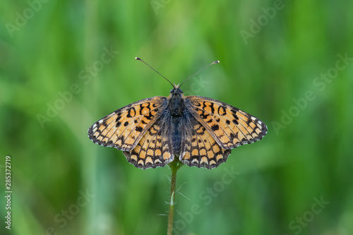 butterfly on flower