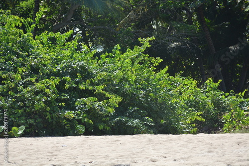 Fototapeta Naklejka Na Ścianę i Meble -  Beach Tree