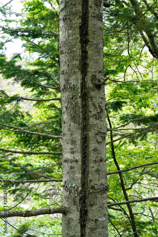 Obraz premium 凍裂