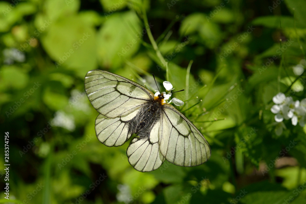 Fototapeta premium ウスバシロチョウ