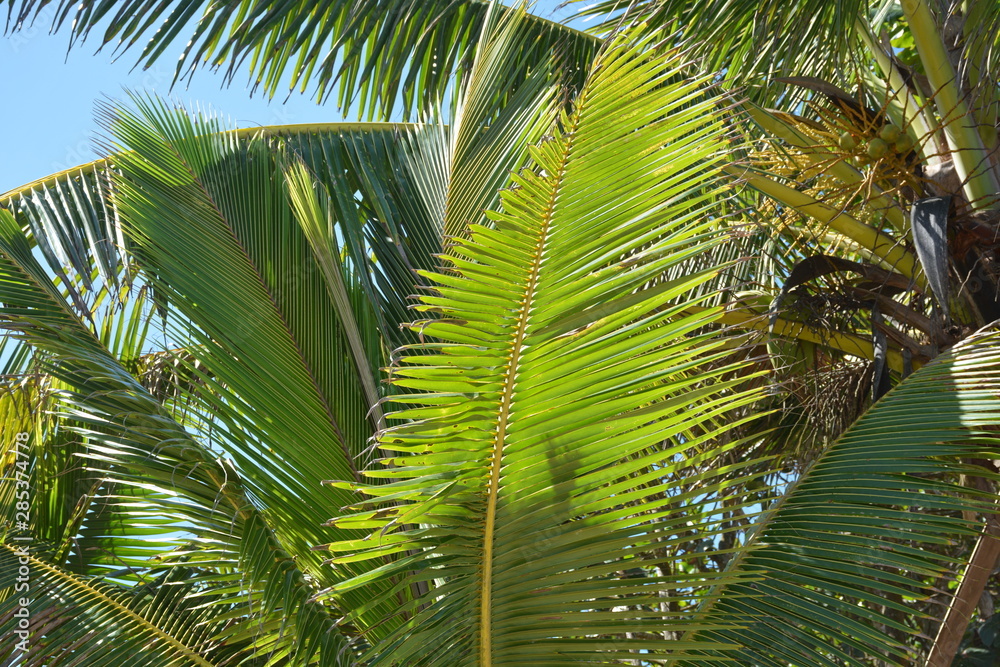 Fototapeta premium Palm Tree leaf