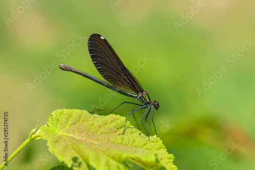 butterfly on a leaf © Yasin