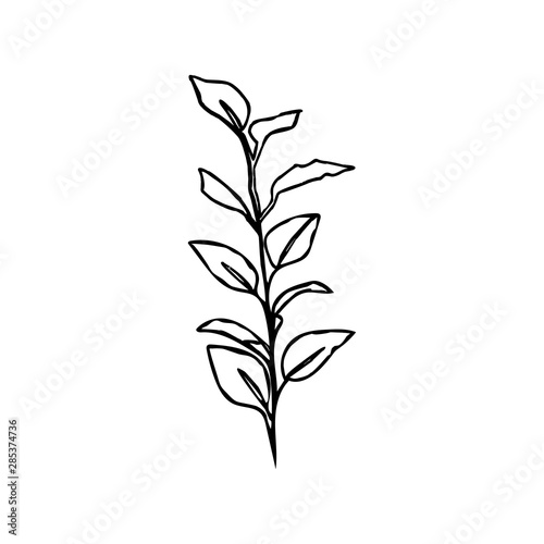 One Line Ficus plant. Continuous line Leaves Of The Plant In a Modern Minimalist Style. Vector Illustration.