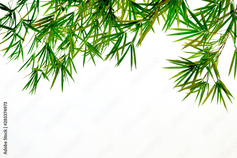 Obraz premium Bamboo leaves isolated on white background