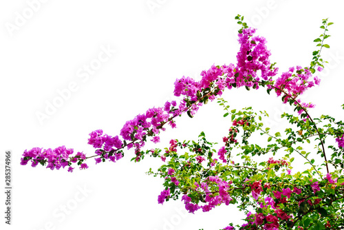 Pink bougainvillea flower isolated on white background