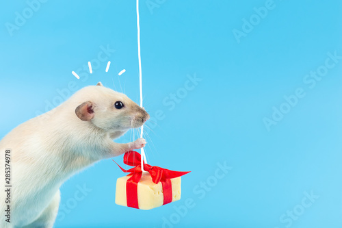 cute decorative rat with cheese gift and red bow on a blue background photo