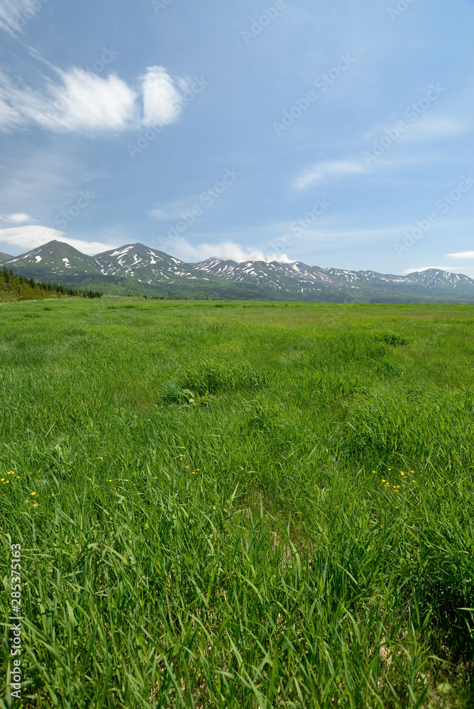 Fototapeta premium 美瑛町の牧場