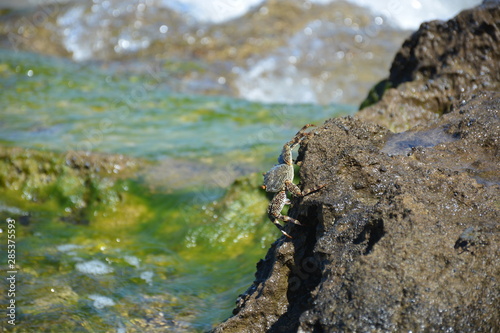 Tropical Beach Crab