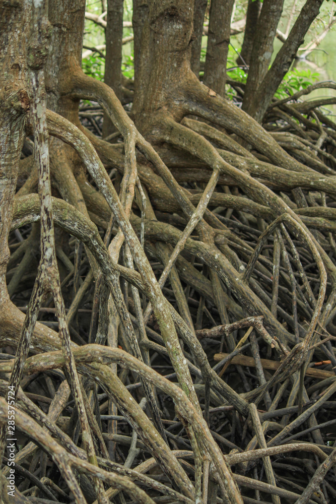 Pattern of Prop roots or Buttress roots of the mangrove tree in mangrove forest Thailand,Tung Prong Thong or Golden Mangrove Field at Estuary Pra Sae, Rayong, Thailand