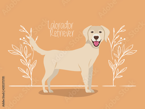 cute labrador retriever dog pet character
