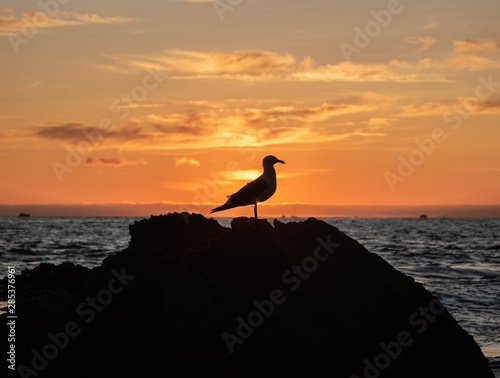 silhouette of bird at sunset in the sea