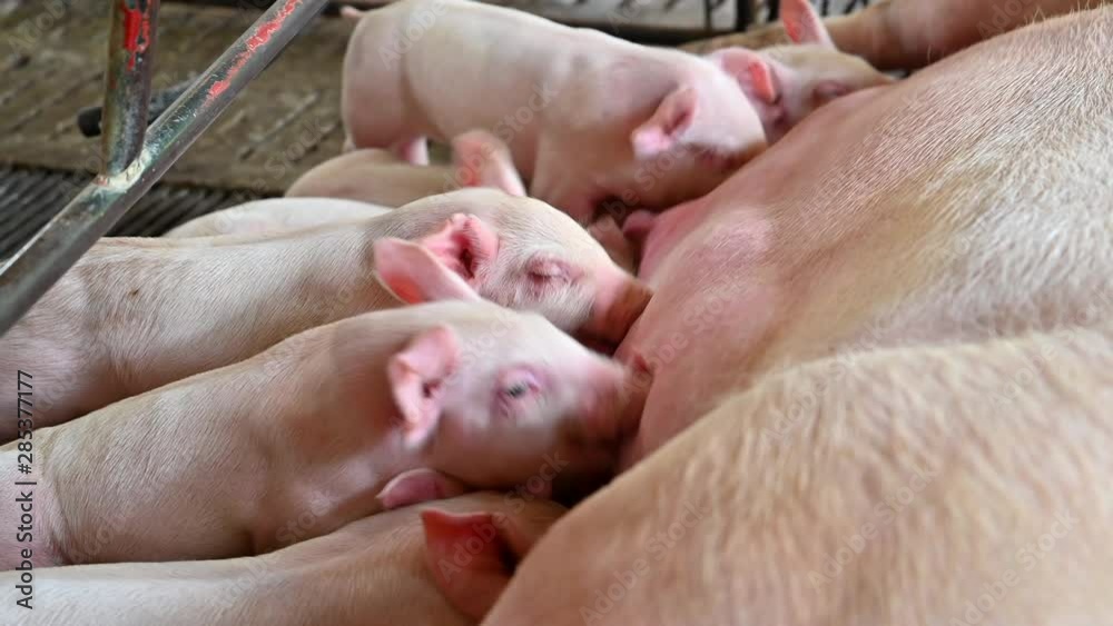Close up shot of Piglets Suckling Mother Sow Close up shot of Piglets Suckling Mother Sow