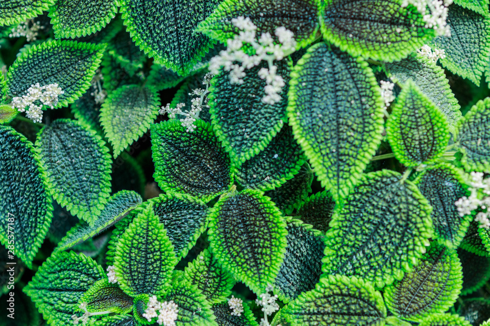 green leaves of pilea spruceana friendship plant structure Stock Photo ...