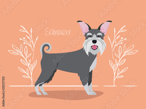 cute schnauzer dog pet character
