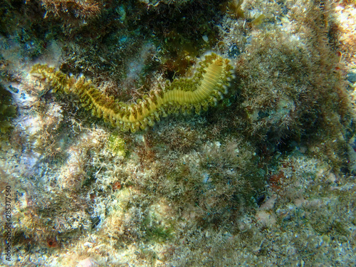 Fire worm found along the bottom of the caribbean sea in US Virgin Islands.