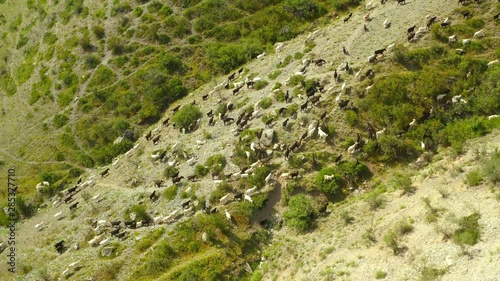 Aerial view of herd of mountain goats in the grassy landscape in Leenane countryside, photo