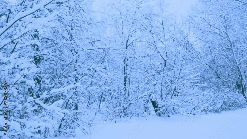 Beautiful snowfall in a winter forest. Snow covered all the trees. Recorded in Raw on Blackmagic camera. 