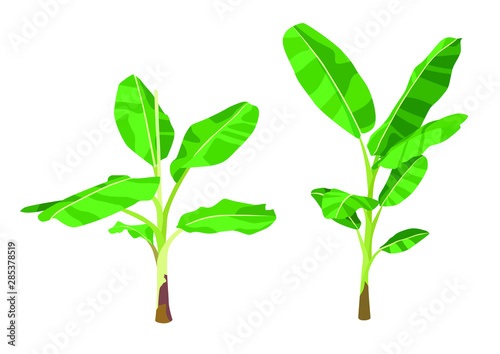 colour banana tree on white background illustration vector