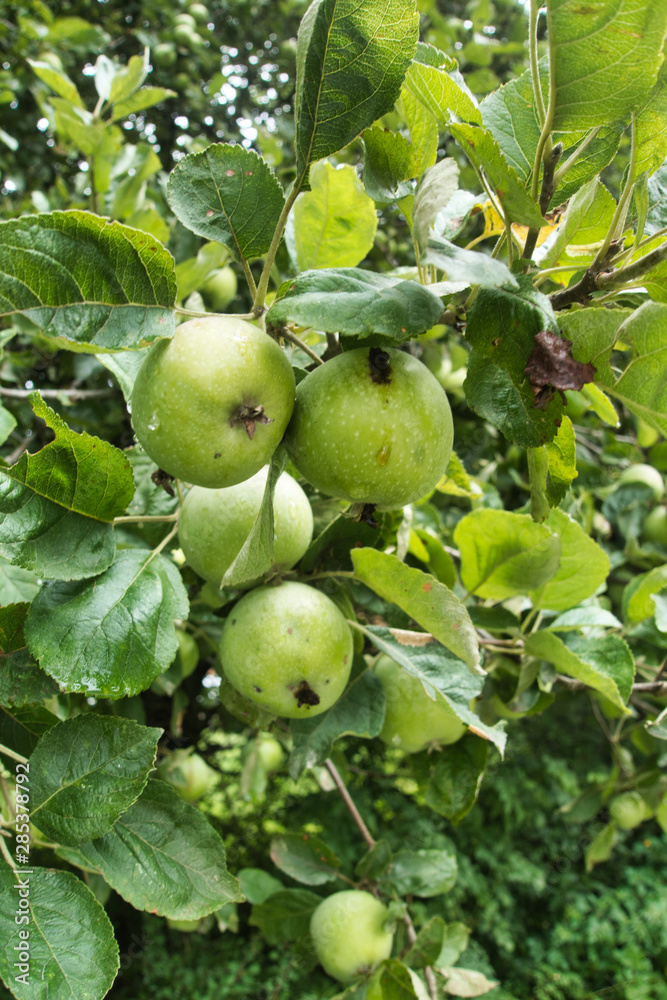 Outside nature photo featuring four apples that are green Outside nature photo featuring four apples that are green