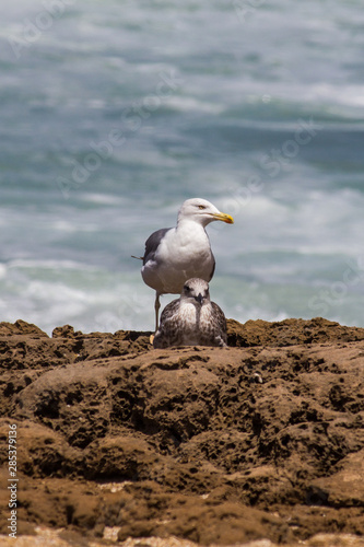 Sea Gulls close up Sea gulls in a rocky beach standing morning male and female geoland in morocco agadir