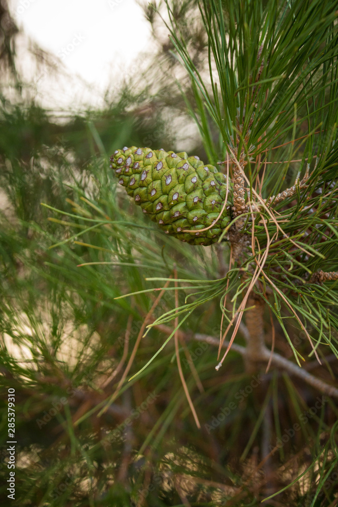 new pinecone growth still on a branch new pinecone growth still on a branch