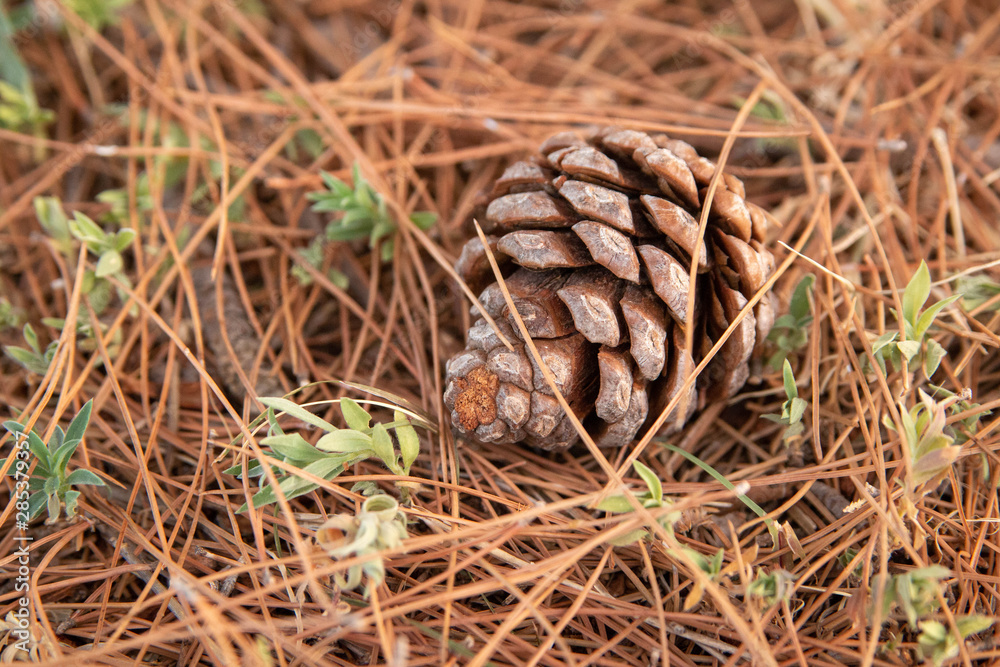 fallen pine cone in a bed of needles fallen pine cone in a bed of needles