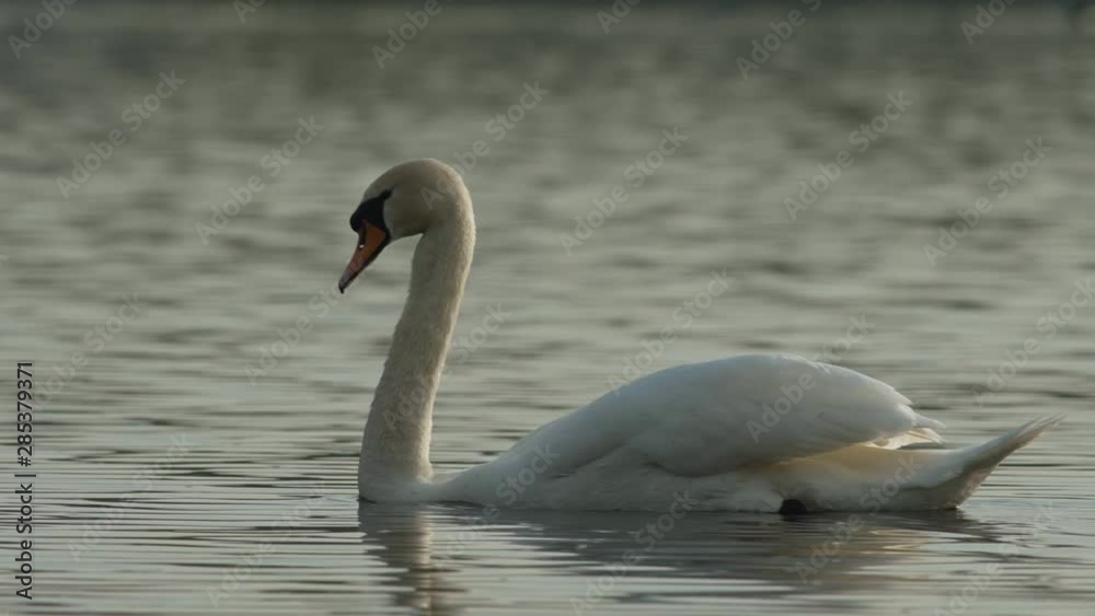 Swan swims on British lake. Pan follow, bird leaves frame. Swan swims on British lake. Pan follow, bird leaves frame.