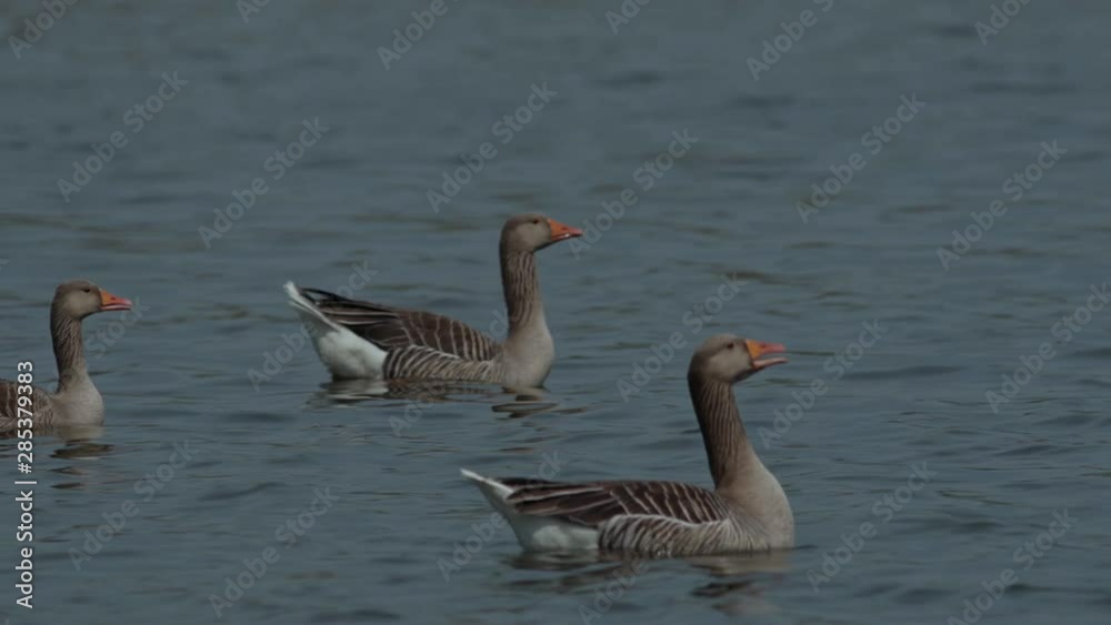 Three Greylag geese swim on a lake and then fly off, leaving the frame. Three Greylag geese swim on a lake and then fly off, leaving the frame.
