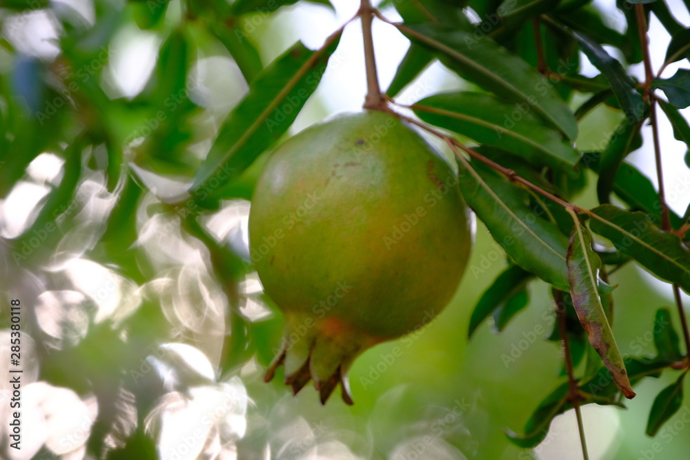 Pomegranate in the garden very to eat.