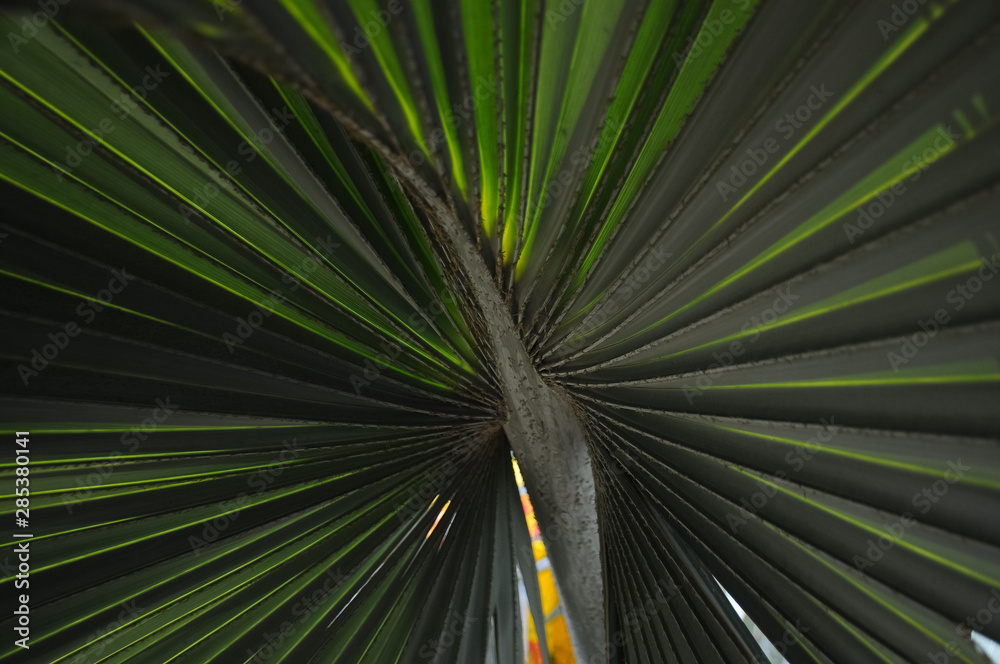Obraz premium palm tree leaf
