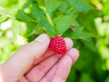 raspberries in hand. Female hand picks berries of ripe red raspberries on a background of green raspberries. Close-up. Healthy food and vegetarianism